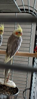 Korela letošní - 4