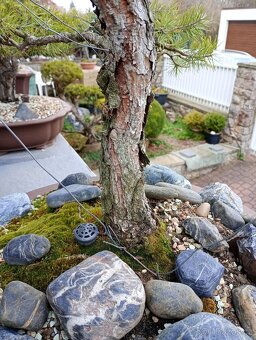 Borovice lesní (Pinus sylvestris) bonsai - 4