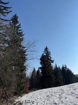 Prodám lesní pozemky v k.ú. Zborov na Moravě - 4