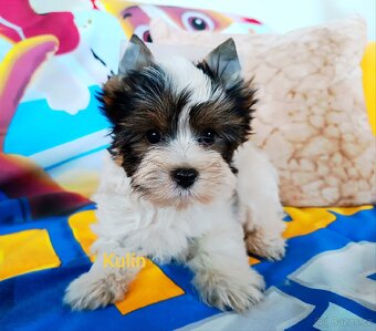 Jorkšírský teriér - 4