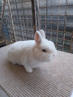 Hermelín modrooký - 4