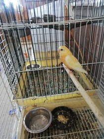 Papoušek zpěvavý oranž- rubino 0.1 - 4