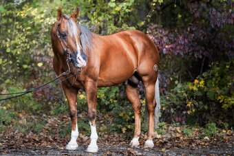 Pripúšťanie QH Palomino -reining - 4