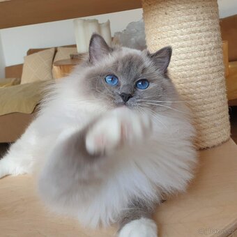 Ragdoll koťátko, holčička blue mitted s PP - 4