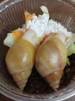 Africký šnek - Lissachatina fulica full albino - 4