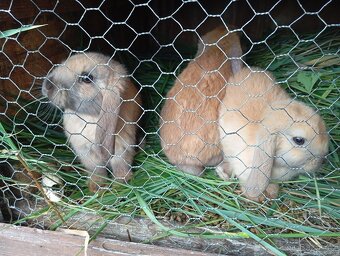 Králíčci beránci - 4