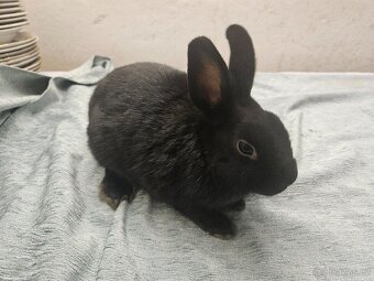 Zakrslý králíček - 4