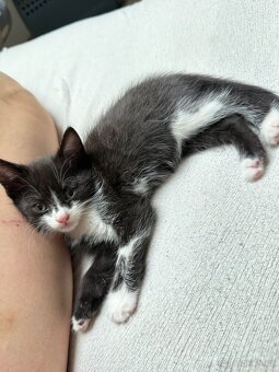 Daruji koťátka - 4