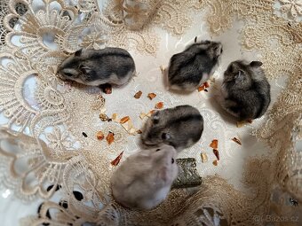 Křeček džungarský mláďátka - 4