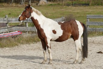 Tříletý valach CS po Heartvit ZH - 4