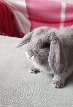 Zakrslý beránek králíček - 4