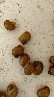 Apulária hnědá - Ampullaria australis - 4