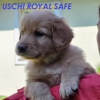 Hovawart - štěňata s PP Royal Safe pejsci - 4
