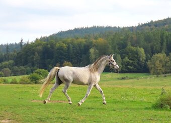 Shagya arabka - 4