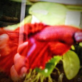 Akvarijní ryby Drobní savci Kočky Koně Koně - potřeby Koně - 4
