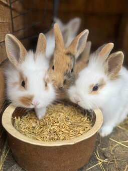 Zakrslý králíček - 4