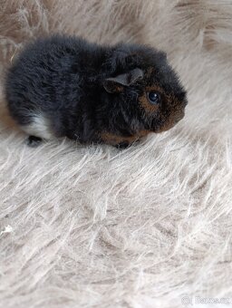 Morče US Teddy / samička / morčátko - 4