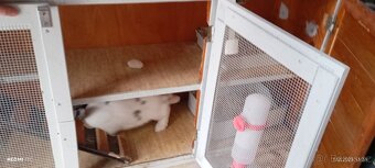 2 zakrslí králíčci s klecí - 4