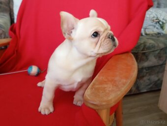 Francouzský buldoček - 4
