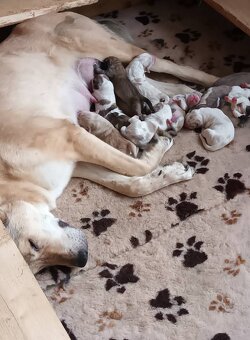 SAO-Středoasijský pastevecký pes-štěňata - 4