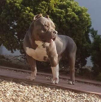 American bully-krytí - 4