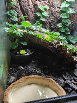 Bioaktivne terarium ExoTerra s plnou vybavou - 4