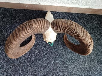 Muflon trofej (rohy; toulce) 58 cm - 4
