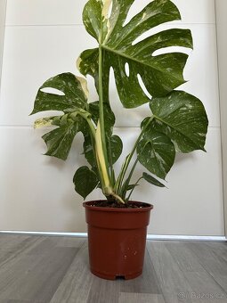 Monstera Thai - 4