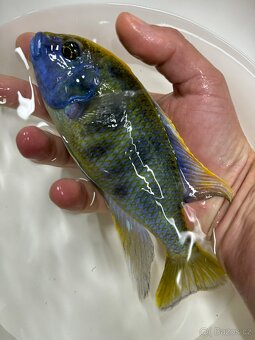 Největší výběr Afrických cichlid na jihu Čech - 4