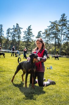 Dobrman - kvalitní štěňata s PP - 4