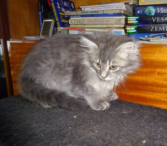 NABÍZÍM KŘÍŽENOU MODROU KOČIČKU (MAINSKÁ x SIBIŘSKÁ) - 4