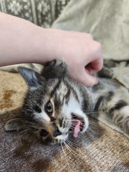 DARUJI kotě / koťata (3) do dobrých rukou. Info v popisku. - 4