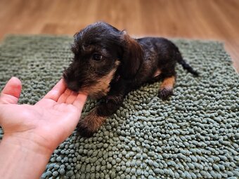 Jezevčík drsnosrstý standard POSLEDNÍ VOLNÁ FENKA - 4