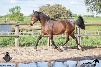 Lusitano klisna 8 let - 4