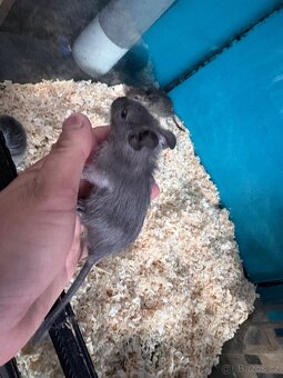 Osmák degu - 4
