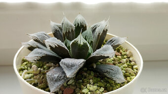 Haworthia cv. Hakuteijoh ( sukulent ) - 4