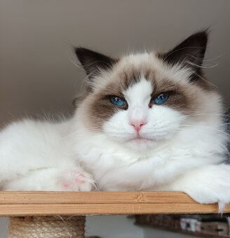 Kočička ragdoll s PP - 4