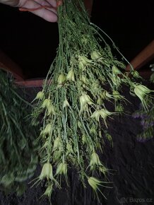 sušená statice sinuata,limonka, sušené květiny - 4