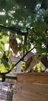 Sova pálená (Tyto alba) bílá forma - 4