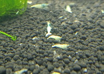 Caridina - Blue bolt - 4