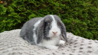 Zakrslý beránek, králíček, králík - HENRY - 4