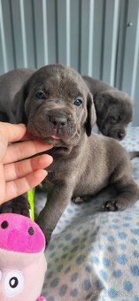 Cane Corso štěňata 🐾 - 4