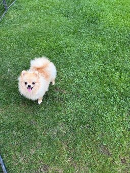Pomeranian s PP - 4