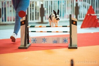 sportovní králík s pp - Lora - 4