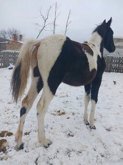 Podílová APH kobylka - 4