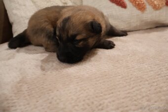Nabízíme krásná štěňata - 4