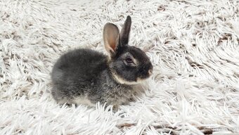 Zakrslý  králíček, králík -(REX)-DAISY - 4