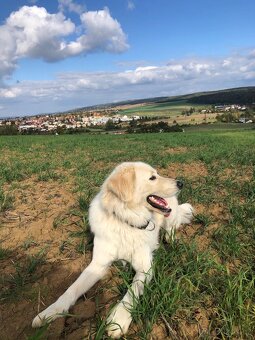 Slovenský čuvač - 4