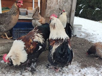 Faverolka velká lososová - kohouti - 4