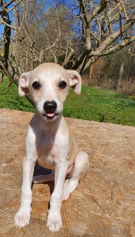Whippet,Vipet s PP - 4